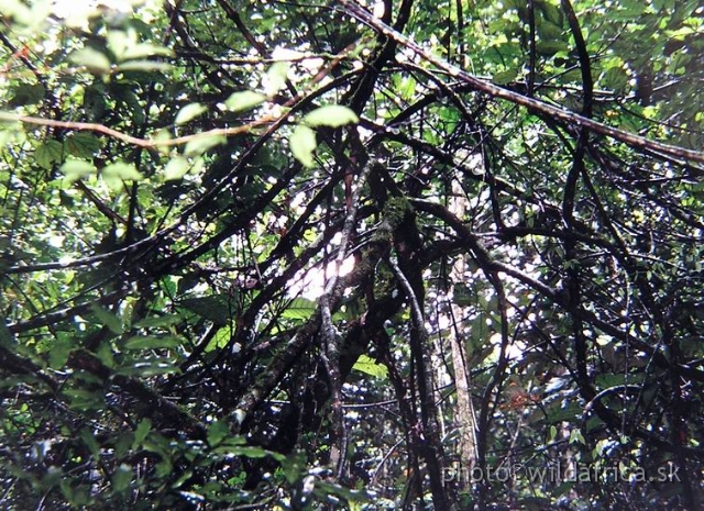 P1010082.JPG - Undergrowth dense vegetation cover.