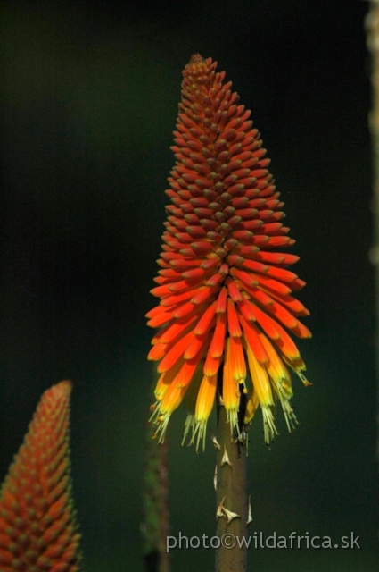 DSC_0933.JPG - Kniphofia sp., Mount Kilimanjaro