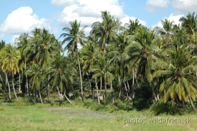 DSC_0966.JPG - Coastal Palms