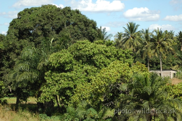 DSC_0967.JPG - Coastal lush vegetation