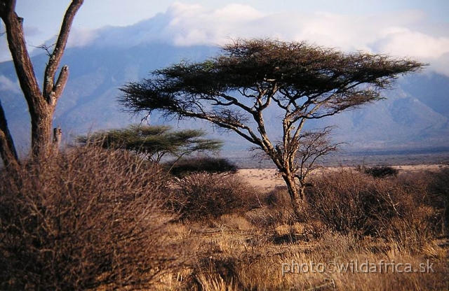 FFFZ.JPG - Longido plain, near Longido Mountain, not far from Meru and Kilimandjaro