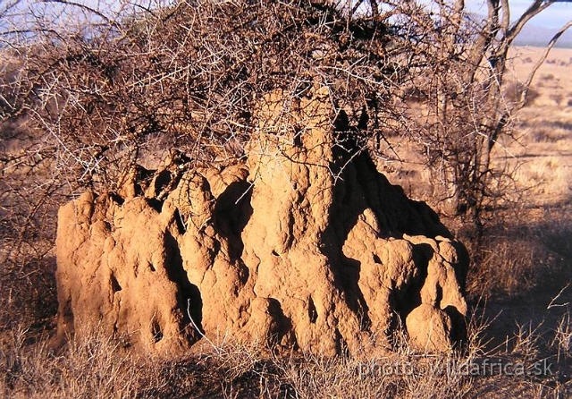 FW.JPG - Termite hill on Longido plain