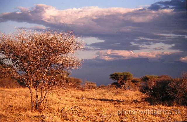 GFF.JPG - Evening atmosphere in semi-arid savanna under the Kilimandjaro