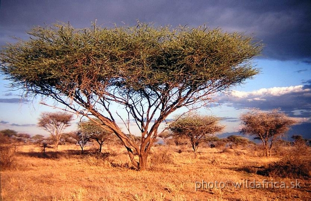LONG.JPG - Evening atmosphere in semi-arid savanna under the Kilimandjaro