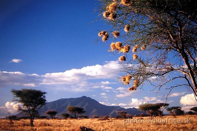 PA170008.JPG - Morning atmosphere in semi-arid savanna under the Kilimandjaro
