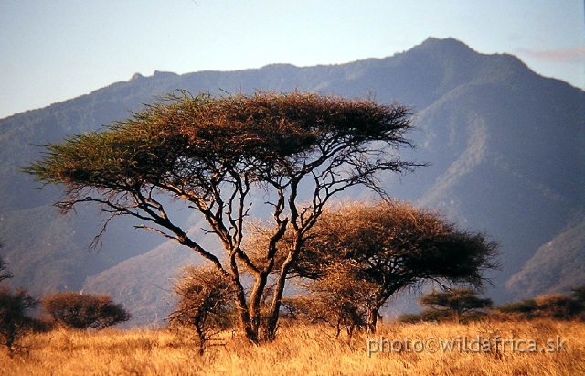 PA170021.JPG - Morning atmosphere in semi-arid savanna under the Kilimandjaro