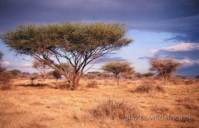 PA170037.JPG - Evening atmosphere in semi-arid savanna under the Kilimandjaro