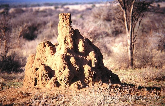 TERMIT.JPG - Look at the chimney of termite hill!