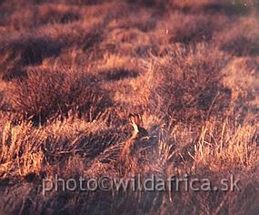 YA.JPG - My first African scrub hare photo (Lepus saxatilis)