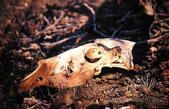 ZEBRA.JPG - I found this zebra skull