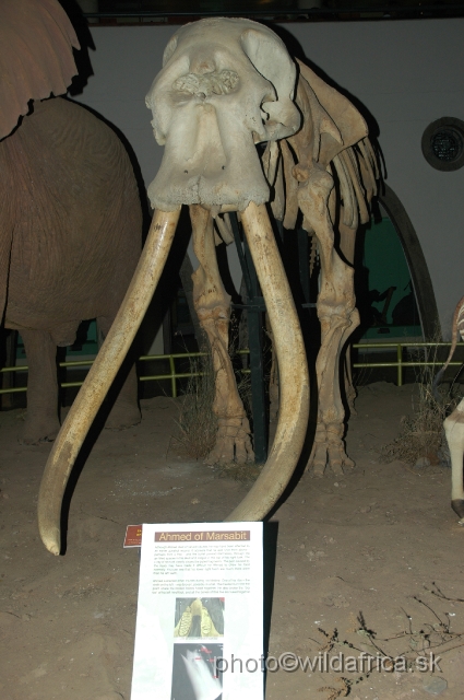 DSC_000224.JPG - The most valuable is this elephant skeleton which belongs to famous Big Ahmed - legendary elephant from Marsabit and national symbol of Kenyan struggle for independence in times of Jomo Kenyatta.