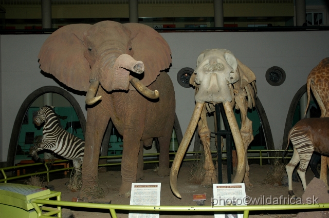 DSC_0003.JPG - The former collection of large mammals was reduced to only few these specimens.
