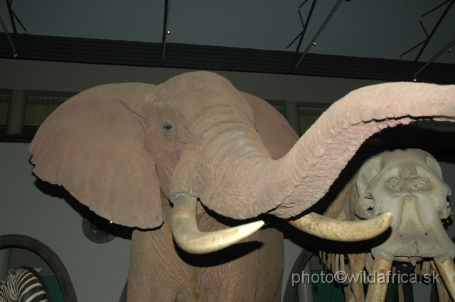DSC_0011.JPG - African Elephant