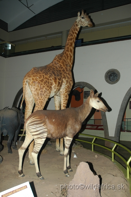 DSC_002207.JPG - Okapi and Giraffe