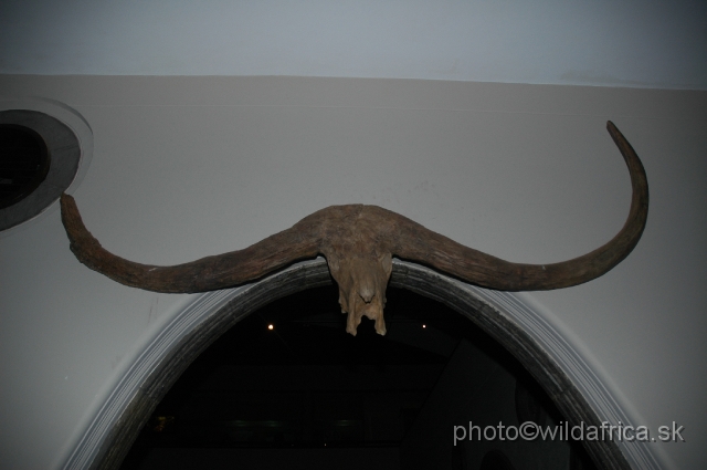 DSC_0023.JPG - Pelorovis oldowayense or Long-horned Buffalo