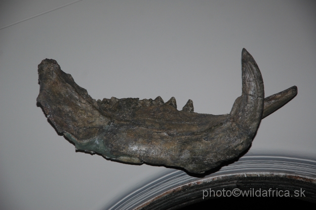 DSC_0029.JPG - The lower mandible of Hexaprotodon harvardi: an extinct hippo species.