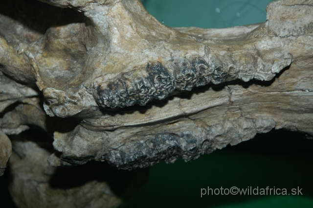 DSC_0038.JPG - Teeth of Kolpochoeres: an extinct giant hog species
