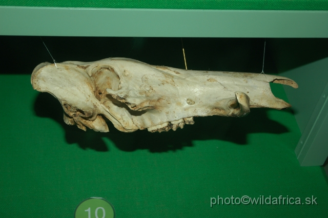 DSC_0050.JPG - Hylochoerus meinertzhageni or Giant Forest Hog skull