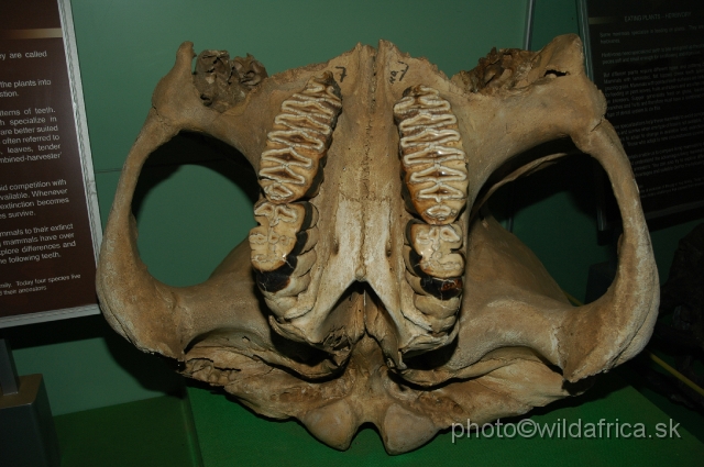 DSC_0057.JPG - African Elephant teeth and part of the skull