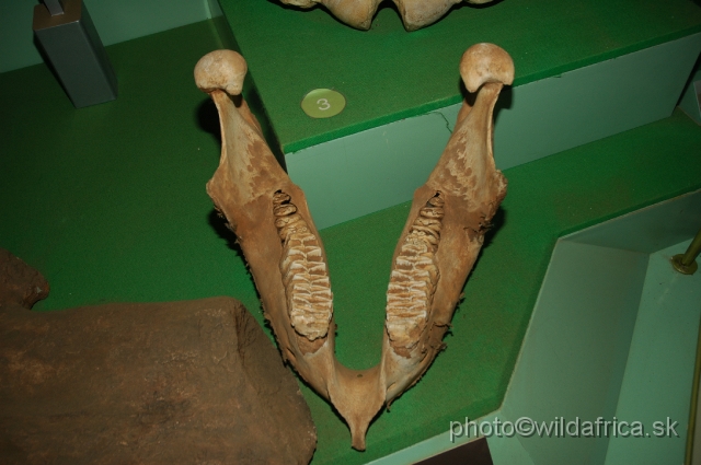 DSC_0058.JPG - African elephant mandible