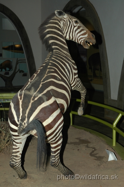 DSC_0063.JPG - Plain's zebra from the Mammal Hall.