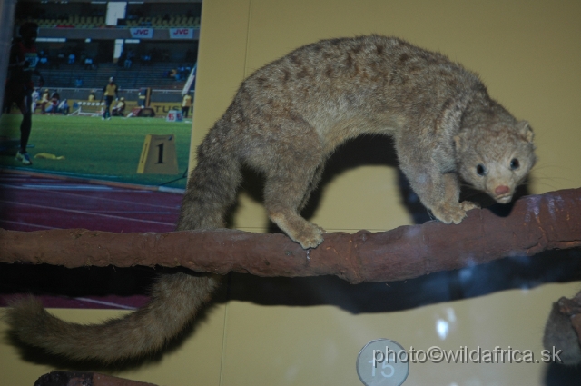 DSC_0071.JPG - African Palm Civet (Nandinia binotata)