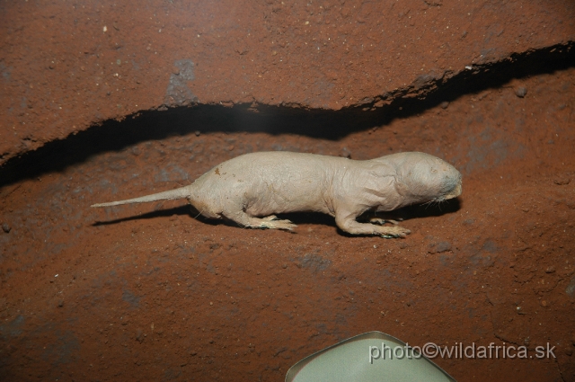 DSC_0075.JPG - Naked Mole Rat (Heterocephalus glaber) is another enigmatic mammal of Kenya.