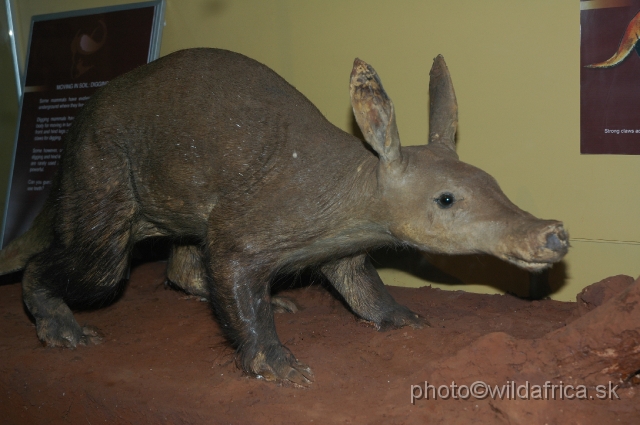 DSC_0076.JPG - Aardvark (Orycteropus afer) is a very secretive mammal in Kenya.
