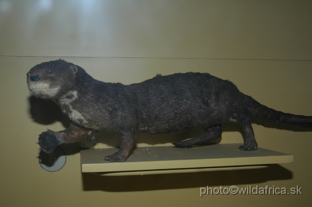 DSC_0077.JPG - Spotted-necked Otter (Lutra maculicollis)