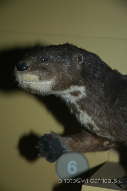 DSC_0078.JPG - Spotted-necked Otter (Lutra maculicollis)