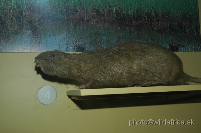 DSC_0079.JPG - Cane Rat (Thrionomys swinderianus)