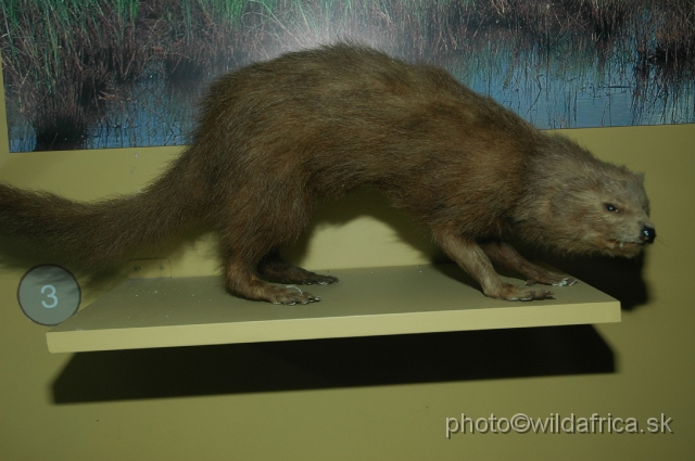 DSC_0082.JPG - Marsh mongoose (Atilax paludinosus)