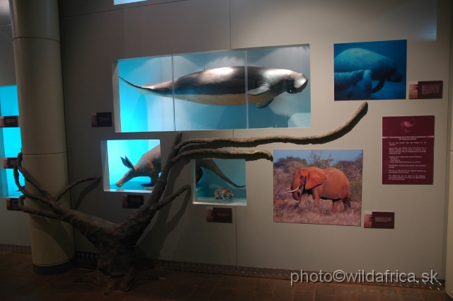 DSC_0083.JPG - Dugong