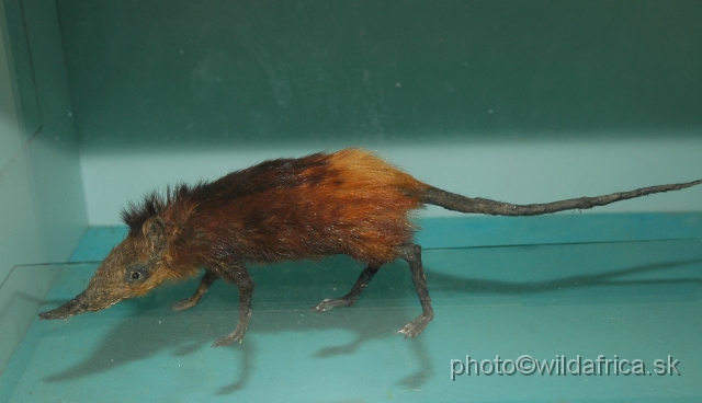 DSC_0087.JPG - Golden-rumped Elephant Shrew (Rhynchocyon chrysopygus)