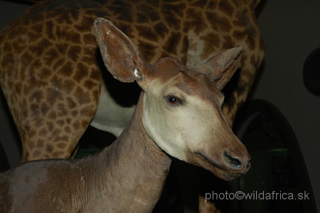 DSC_0091.JPG - Head of the Okapi (Okapia johnstonii)