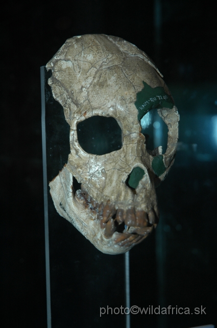 DSC_0097.JPG - The skull of Proconsul heseloni