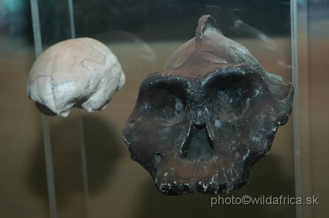 DSC_0107.JPG - Paranthropus boisei skull replica