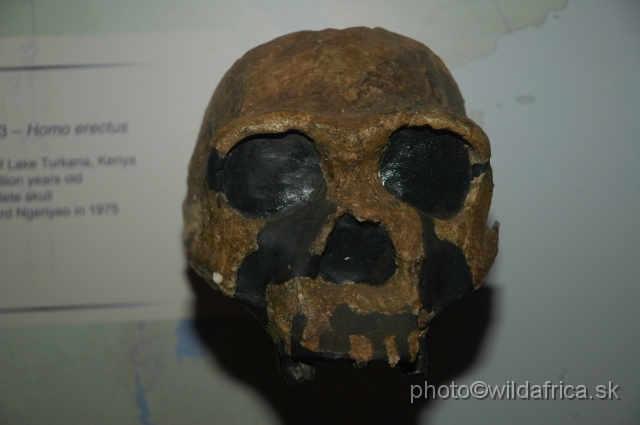 DSC_0114.JPG - Homo erectus