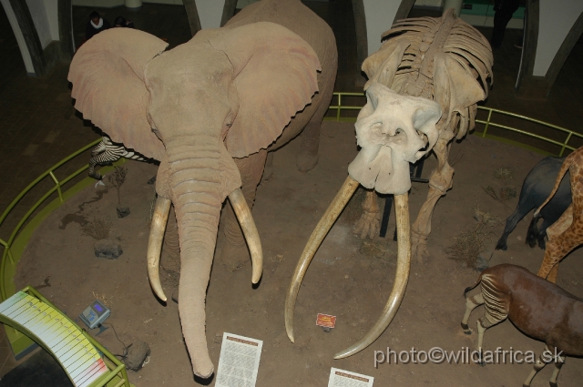 DSC_0161.JPG - Two elephants of the Mammal Hall