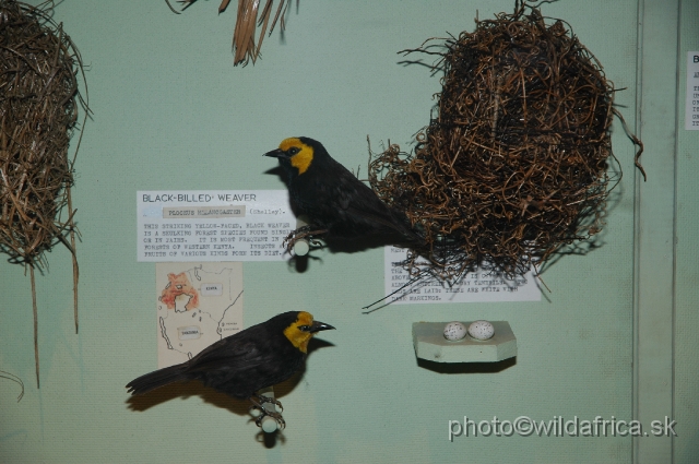 DSC_0213.JPG - Black-billed Weaver (Ploceus melanogaster): East african subspecies stephanophorus lacks yellow breast band.