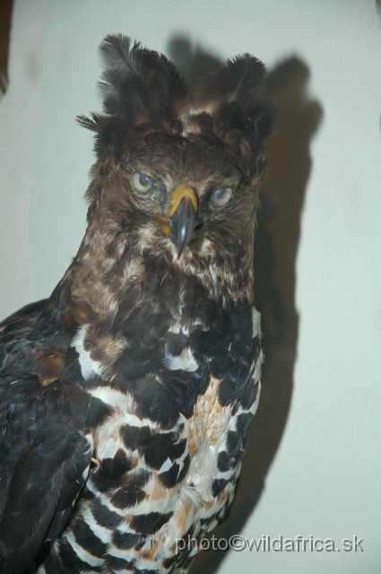 DSC_0215.JPG - Crowned Eagle (Stephanoaetus coronatus)