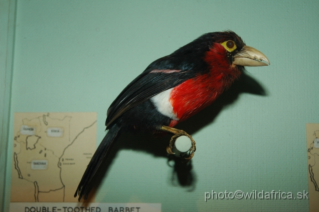 DSC_0217.JPG - Double-toothed Barbet (Lybius bidenatus)