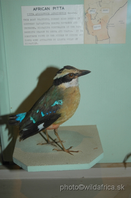 DSC_0220.JPG - African Pitta (Pitta angolensis longipennis) despite its name it lives mainly in East Africa and in very few isolated West African localities.