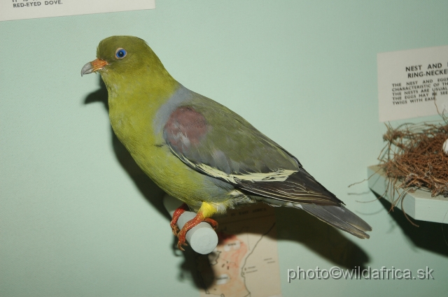 DSC_0230.JPG - African Green Pigeon (Treron calvus)