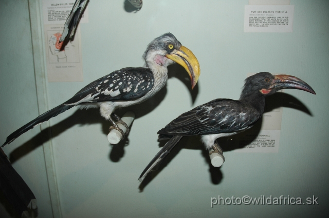 DSC_0231.JPG - Northern Yellow-billed Hornbill (Tockus flavirostris) and Hemprich's Hornbill (Tockus hemprichii)