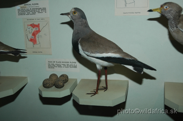 DSC_0240.JPG - Black-winged Lapwing (Vanellus melanopterus)