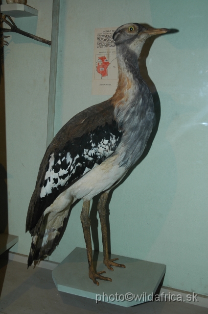 DSC_0241.JPG - Denham's Bustard (Neotis denhami ssp. jacksoni)