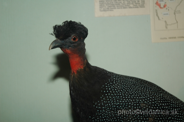 DSC_0242.JPG - Crested Guineafowl (Guttera pucherani) from West Africa.