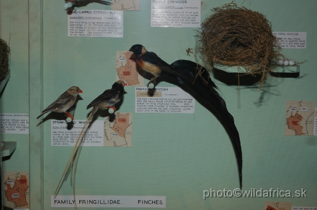 DSC_0243.JPG - Straw-tailed Whydah (Vidua fischeri) and Eastern Paradise Whydah (Vidua paradisaea)