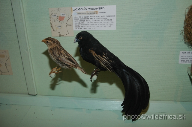 DSC_0244.JPG - Jackson's Widowbird (Euplectes jacksoni)